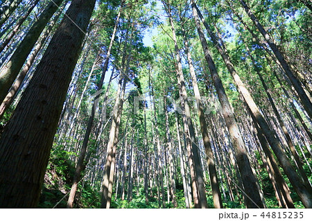 杉木立 44815235