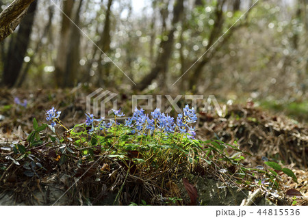 ヒョンホセク 野生の花 花 44815536