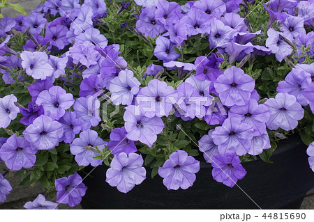 ペチュニア類 44815690