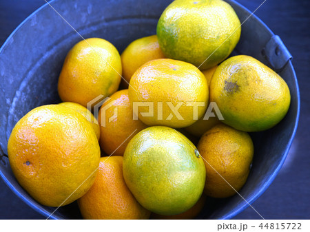 採れたてオレンジみかん 44815722