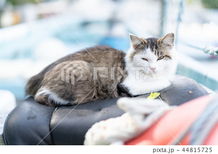 田代島の猫 44815725