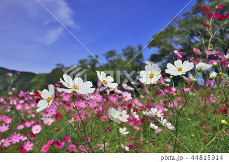 秋空とコスモス 秋空とコスモス 44815914