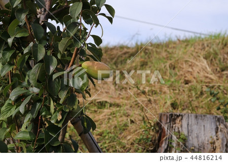 カリンの実 カリンの実 44816214