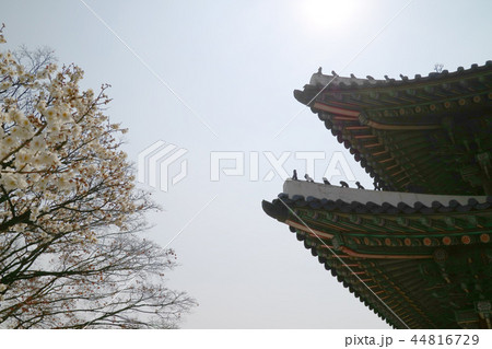 宮殿 故宮 建築 44816729