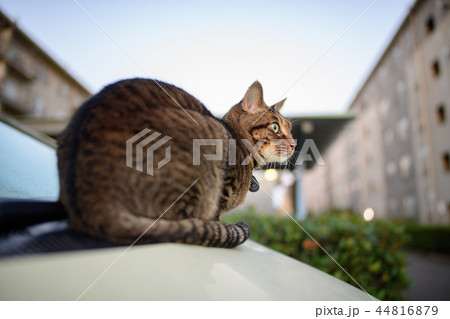 車の上のキジトラ猫 車の上のキジトラ猫 44816879