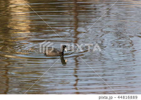 野鳥　オオバン 44816889