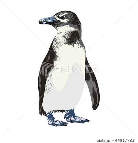 ペンギンのイラスト素材 44817732 Pixta