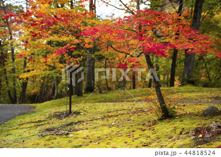 しっとりした紅葉 しっとりした紅葉 44818524
