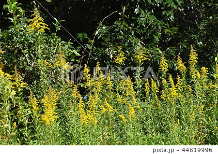 セイタカアワダチソウ（背高泡立草） 44819996