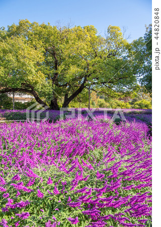 あしかがフラワーパーク アメジストセージ 44820848