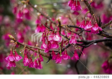 雪と寒緋桜 44820869