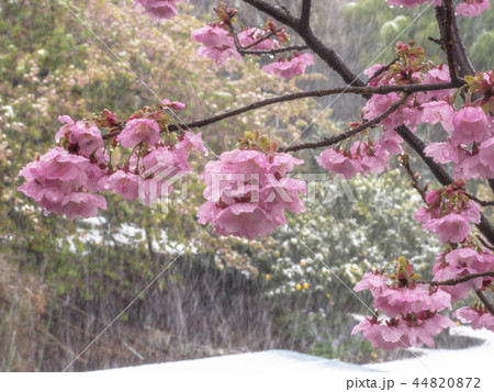 雪と寒緋桜 44820872