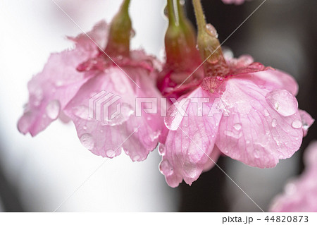 雪と寒緋桜 44820873