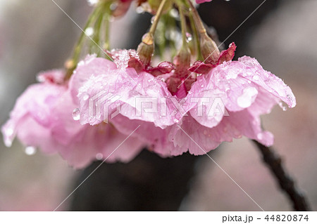 雪と寒緋桜 44820874