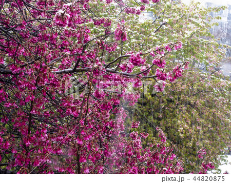 雪と寒緋桜 44820875