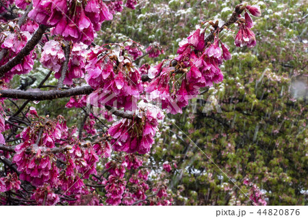 雪と寒緋桜 44820876