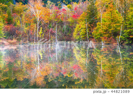 《長野県》乗鞍高原・まいめの池《秋》 《長野県》乗鞍高原・まいめの池《秋》 44821089