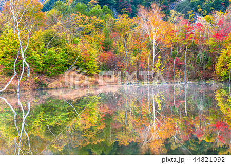 《長野県》乗鞍高原・まいめの池《秋》 《長野県》乗鞍高原・まいめの池《秋》 44821092