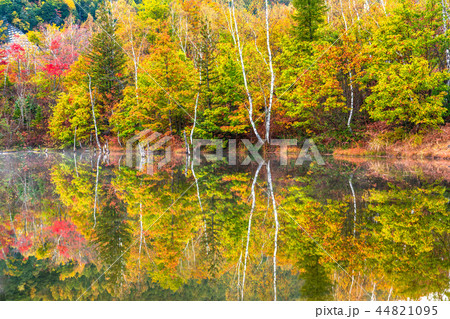 《長野県》乗鞍高原・まいめの池《秋》 44821095