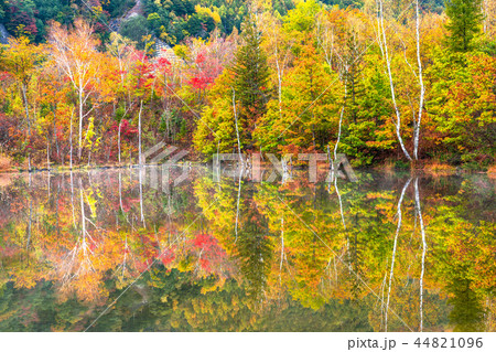 《長野県》乗鞍高原・まいめの池《秋》 44821096