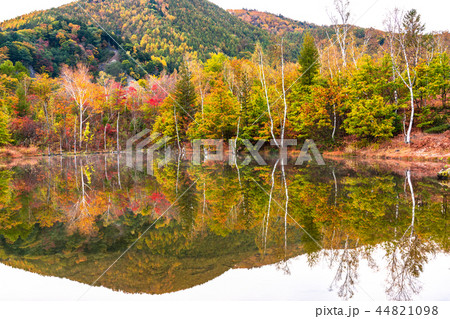 《長野県》乗鞍高原・まいめの池《秋》 44821098