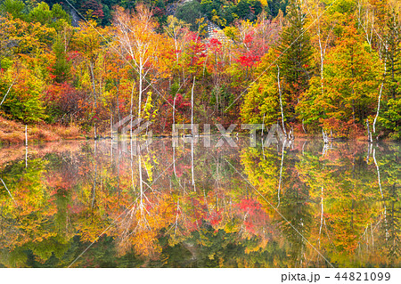 《長野県》乗鞍高原・まいめの池《秋》 44821099