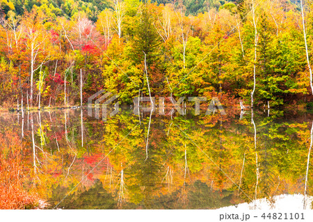 《長野県》乗鞍高原・まいめの池《秋》 44821101