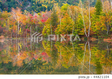 《長野県》乗鞍高原・まいめの池《秋》 44821104
