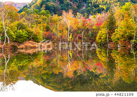 《長野県》乗鞍高原・まいめの池《秋》 44821109