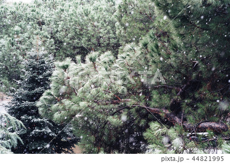 Snow background with branches of pine tree Snow background with branches of pine tree 44821995