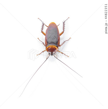 Top view a dead cockroach on white background 44822351