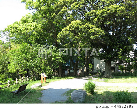 我孫子市の嘉納治五郎別荘跡（天神山緑地） 44822398