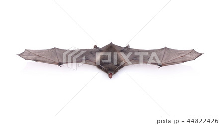 A close up of the small bat. Isolated on white. A close up of the small bat. Isolated on white. 44822426