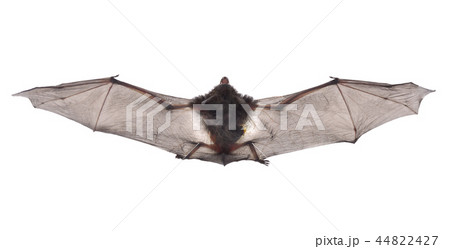 A close up of the small bat. Isolated on white. 44822427