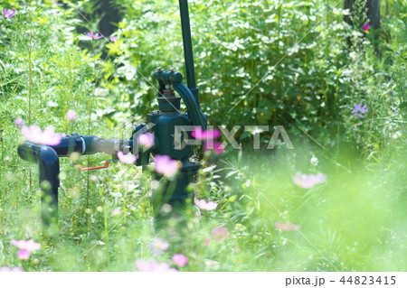 平瀬川の川辺に咲くコスモス 平瀬川の川辺に咲くコスモス 44823415
