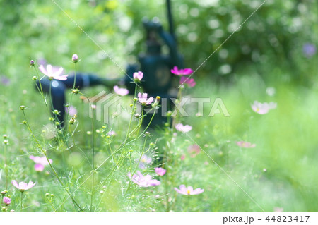 平瀬川の川辺に咲くコスモス 44823417