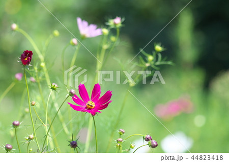 平瀬川の川辺に咲くコスモス 44823418