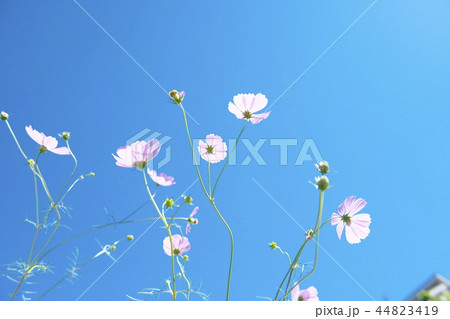 平瀬川の川辺に咲くコスモス 44823419