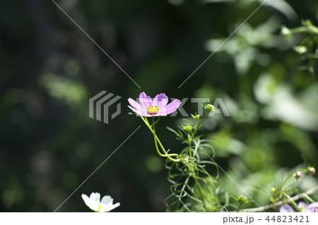 平瀬川の川辺に咲くコスモス 44823421