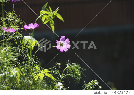 平瀬川の川辺に咲くコスモス 44823422