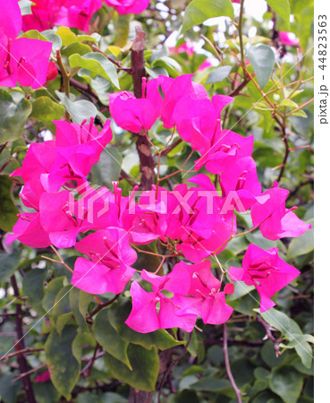 蛍光ピンクの花の写真素材 [44823563] - PIXTA