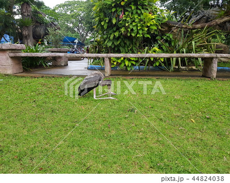 タイ 自然 44824038