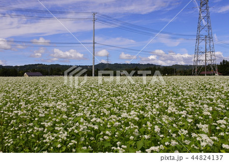 満開のソバ畑 満開のソバ畑 44824137