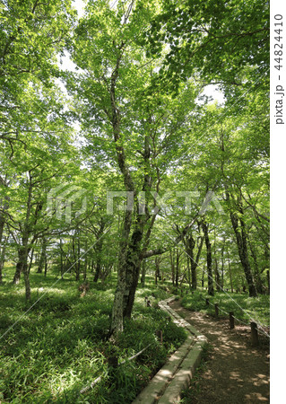 大台ケ原 森林浴 大台ケ原 森林浴 44824410