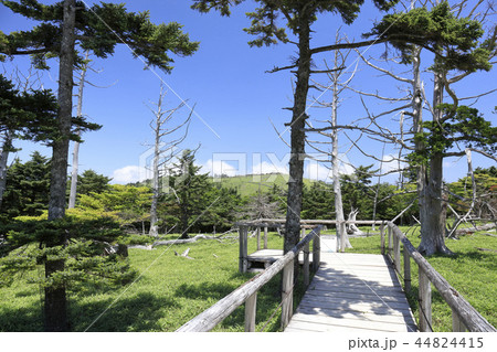 大台ケ原　正木ヶ原　2018夏 44824415