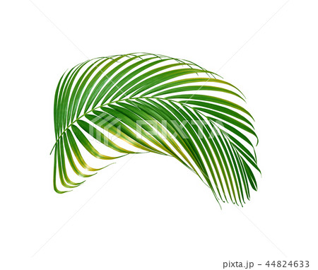 green palm leaf isolated on white background 44824633