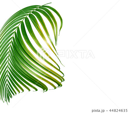 green palm leaf isolated on white background 44824635