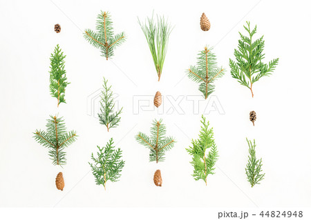 Christmas background of winter trees on white Christmas background of winter trees on white 44824948