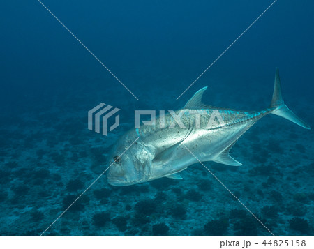 ロウニンアジ ロウニンアジ 44825158