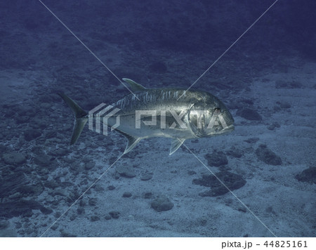 ロウニンアジ ロウニンアジ 44825161